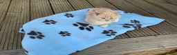 Ragdoll cats for sale: 5 ABSOLUTELY SYUNNING RAGDOLLS  - Advert 9