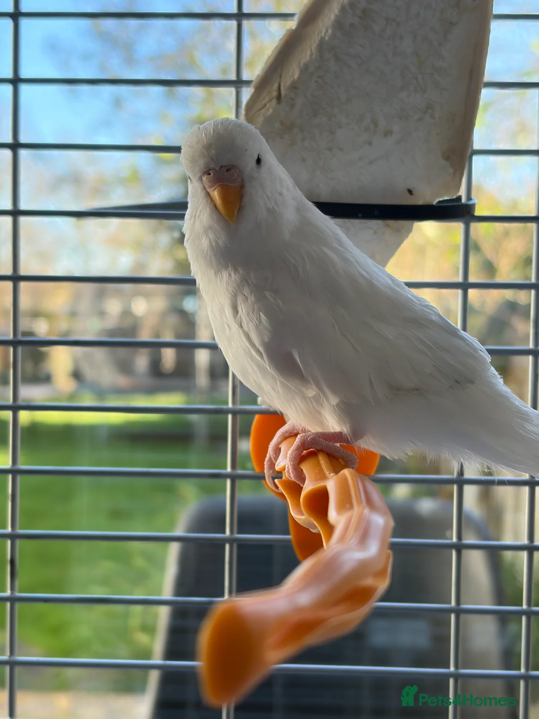 Budgerigars birds for sale: 2 young budgies and their mother for sale - Advert 4