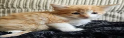 Mixed Breed cats for sale: Beautiful Kittens - Advert 27