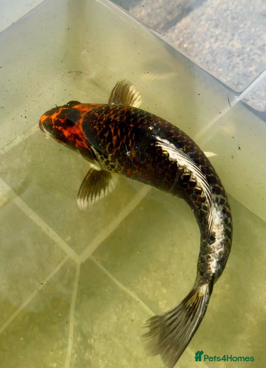 Koi Carp fish for sale: Koi for Sale - Image 14