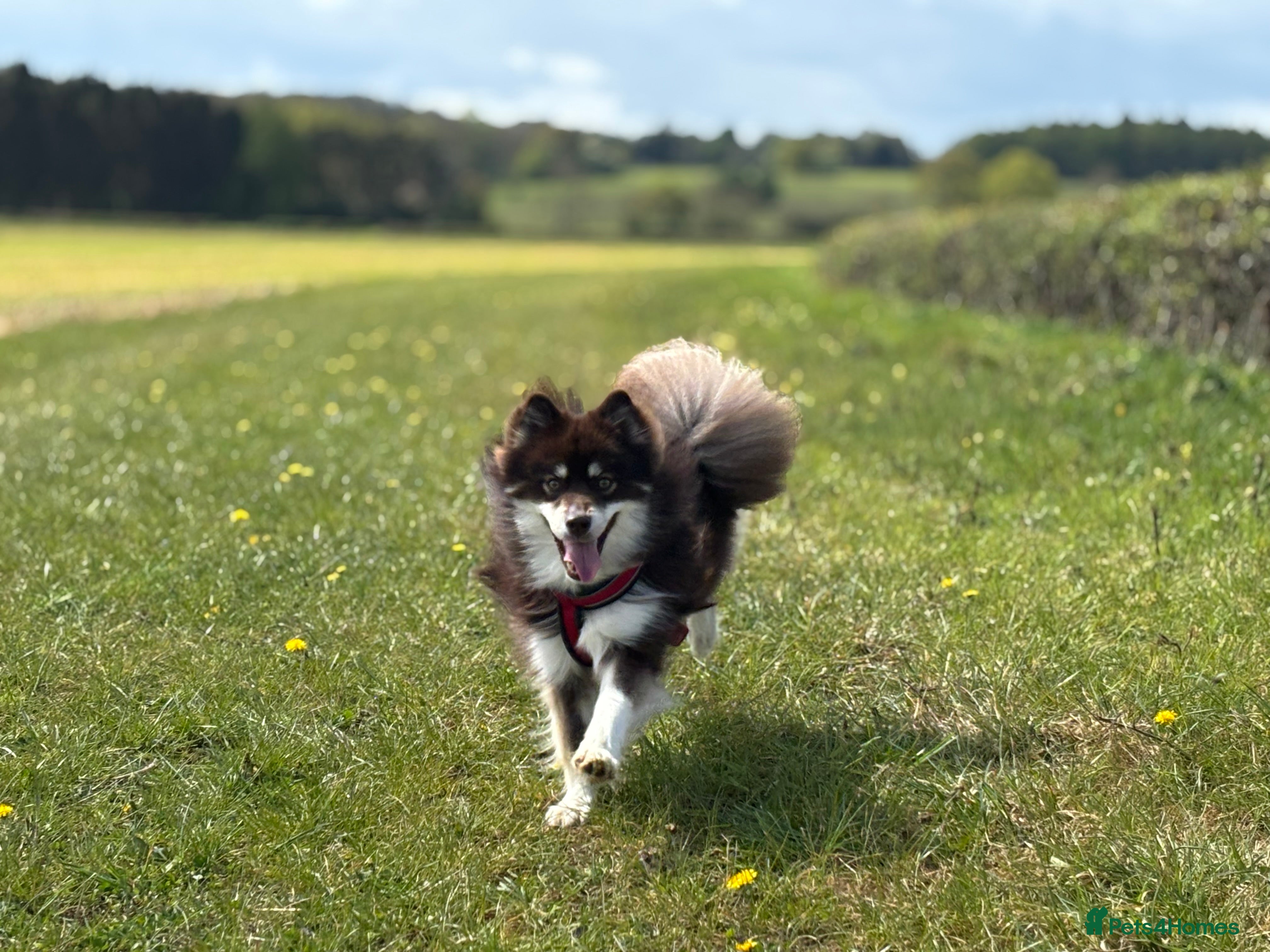 Pomsky dogs ⭐️ Fully BVA and Embark tested chocolate Pomsky ⭐️ - Advert 9
