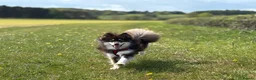 Pomsky dogs for stud: For STUD🧪Embark tested!!⭐️F3 Pomsky Choc & Cream - Advert 5