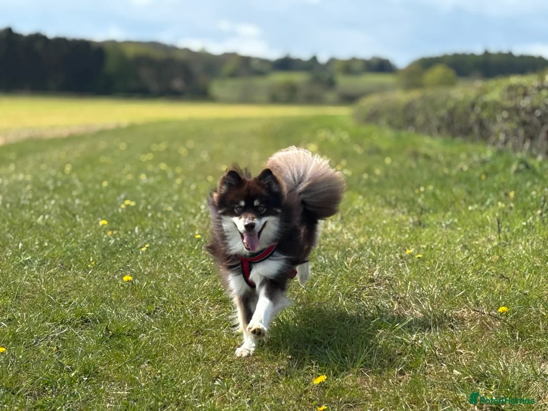 Pomsky dogs for stud: For STUD🧪Embark tested!!⭐️F3 Pomsky Choc & Cream - Advert 5