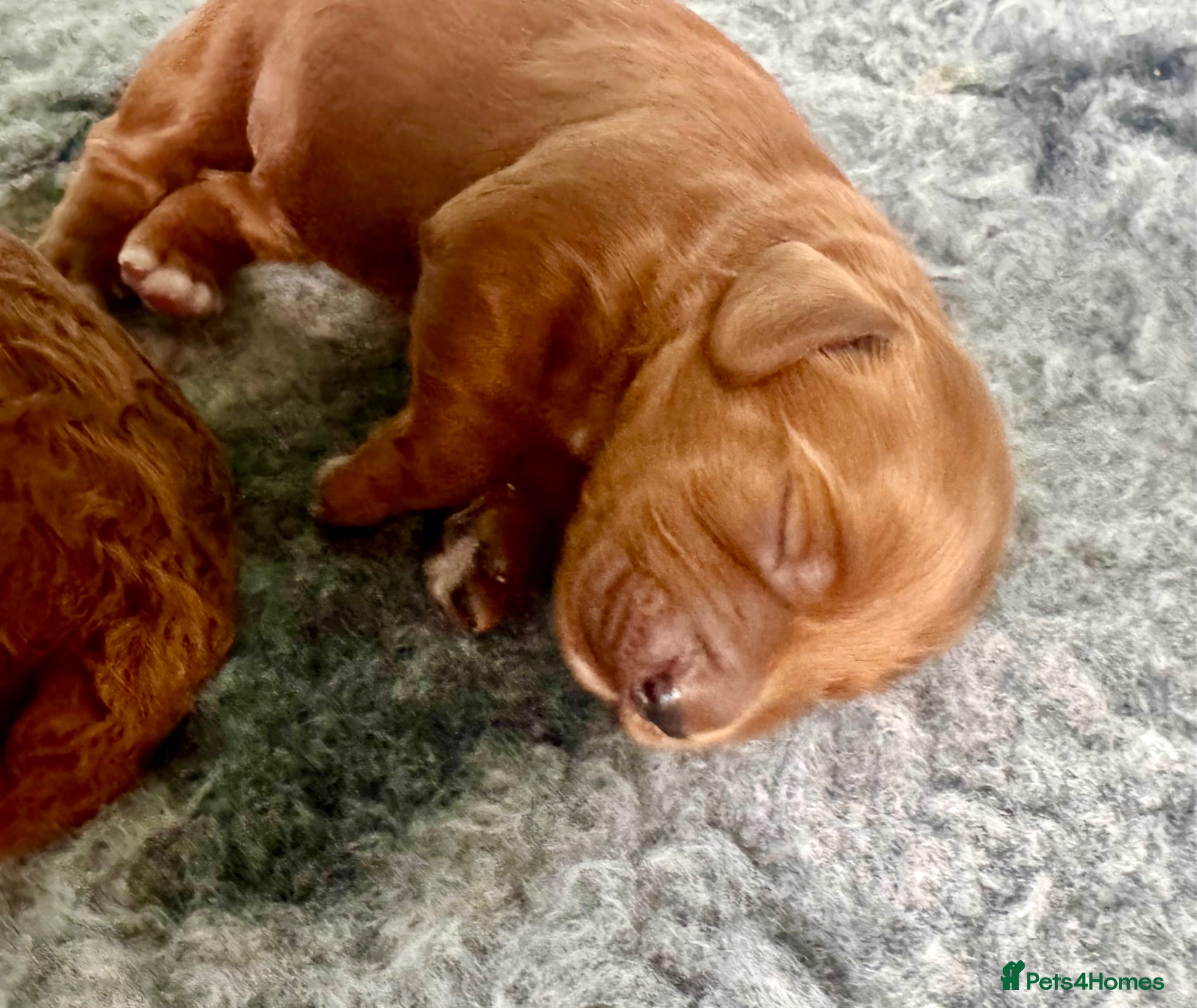 Cockapoo dogs for sale: JUST ONE GIRL REMAINING.STUNNING DARK RED COCKAPOO - Advert 5