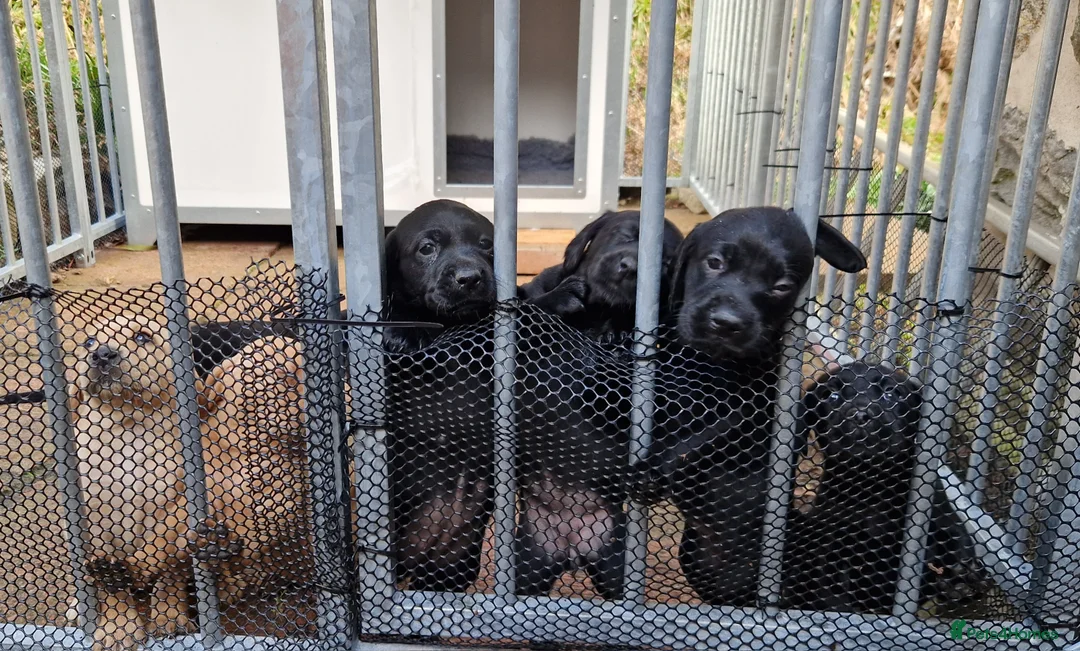 Mixed Breed dogs for sale: Vizsla X Lab in Grantown-on-Spey - Advert 2