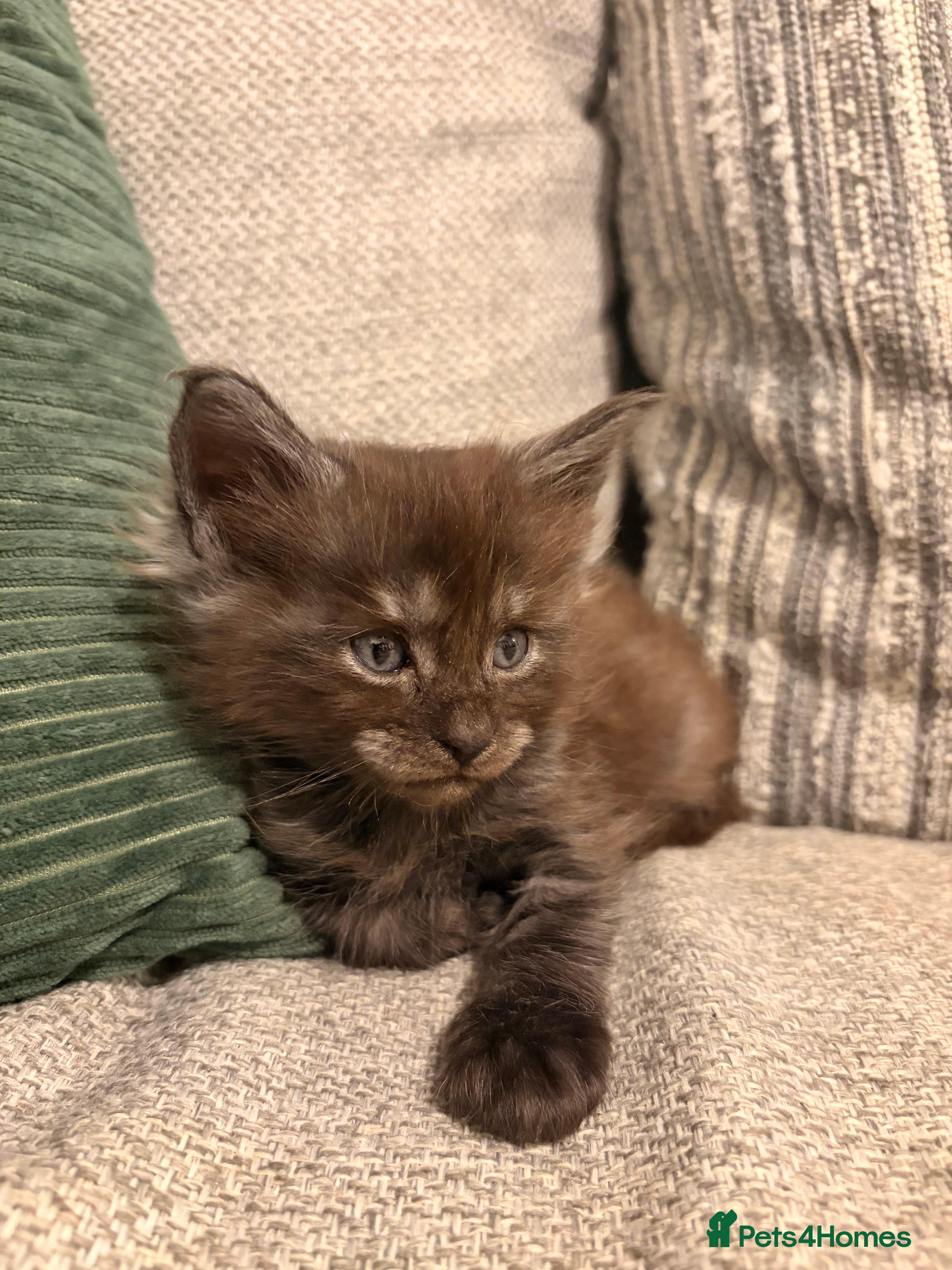 Maine Coon cats Maine coon babies 😻 1 Smokey boy left! - Advert 6