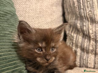 Maine Coon cats Maine coon babies 😻 1 Smokey boy left! - Advert 6