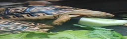 Tortoise reptiles for sale: Leopard Spotted Tortoises - Advert 4