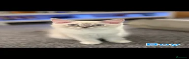 Ragdoll 3
