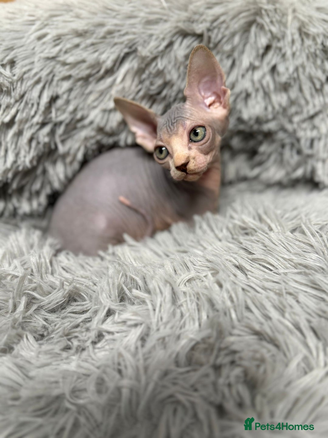 Sphynx cats for sale: TICA Reg Sphynx Kittens, Extensive Genetic Testing - Advert 20