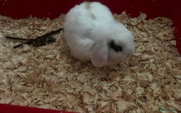 Mixed Breed rabbits for sale: Two adult kept separated  - Image 2