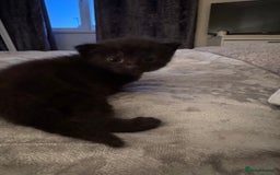 Domestic Shorthair cats for sale: 3 black kittens. 2 girls and 1 boy in Olney - Image 4