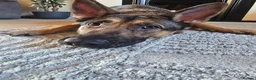 German Shepherd dogs for sale: Bella urgently needs a new forever home  - Advert 5