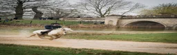 Irish Cob horses for sale: Big Betty in Huntingdon - Advert 6