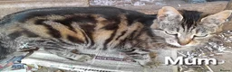 Domestic Shorthair cats for sale: Knowledgeable homes required- orphan kittens - Advert 1