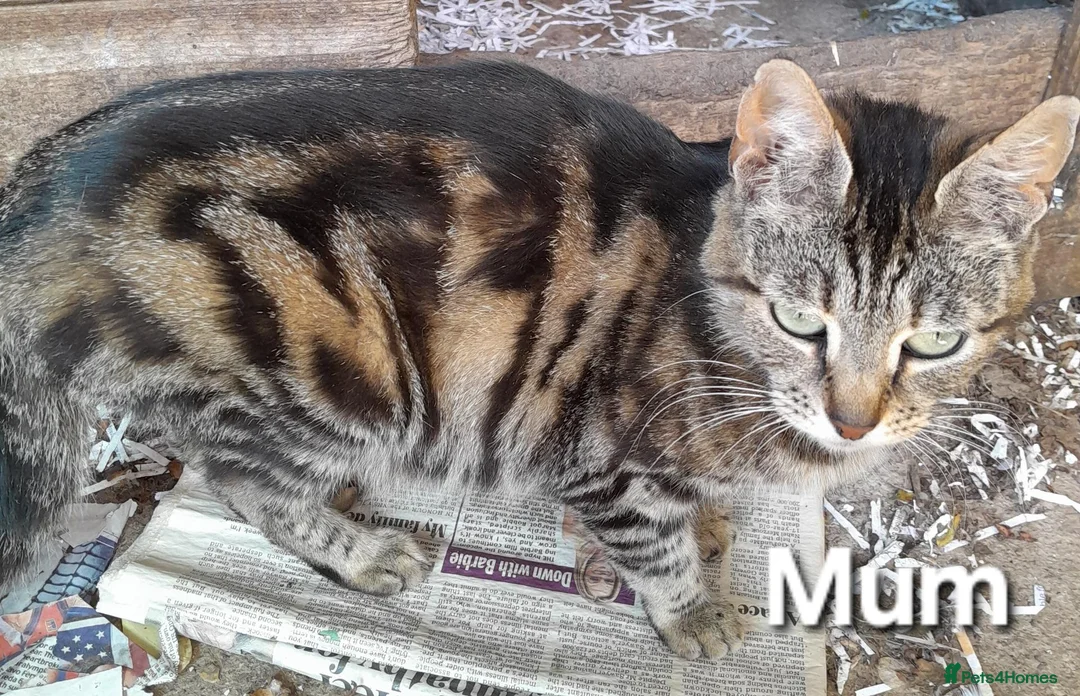 Domestic Shorthair cats for sale: Knowledgeable homes required- orphan kittens - Advert 1