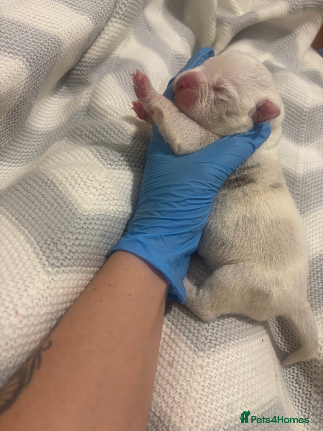 Neapolitan Mastiff dogs for sale: 💙 Neapolitan Mastiff Puppies champion bloodline💙 - Advert 11