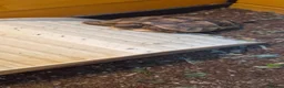 Tortoise reptiles for sale: Tortoise - Advert 4