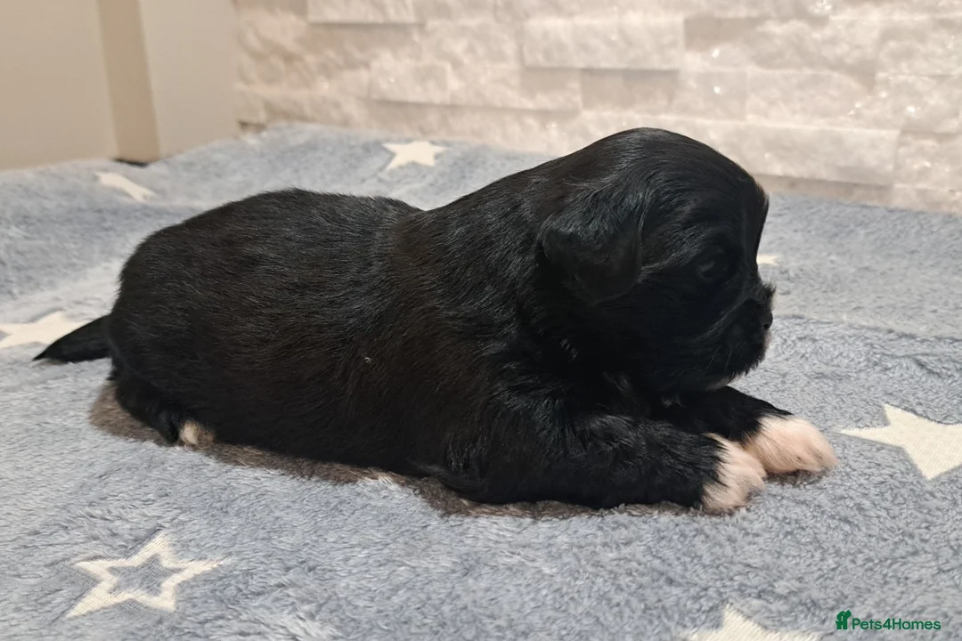 Lhasa Apso dogs for sale: Gorgeous Lhasa apso pups 🐶 😍  in Wakefield - Advert 19