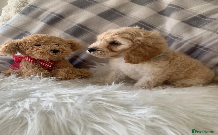 Cockapoo dogs - Advert 4