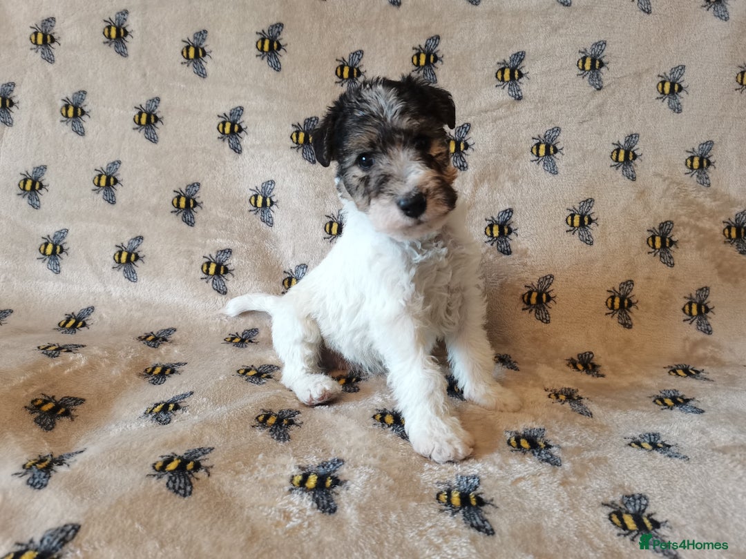 Fox Terrier dogs for sale: Gorgeous Wire Fox Terrier Pup Available. - Image 5