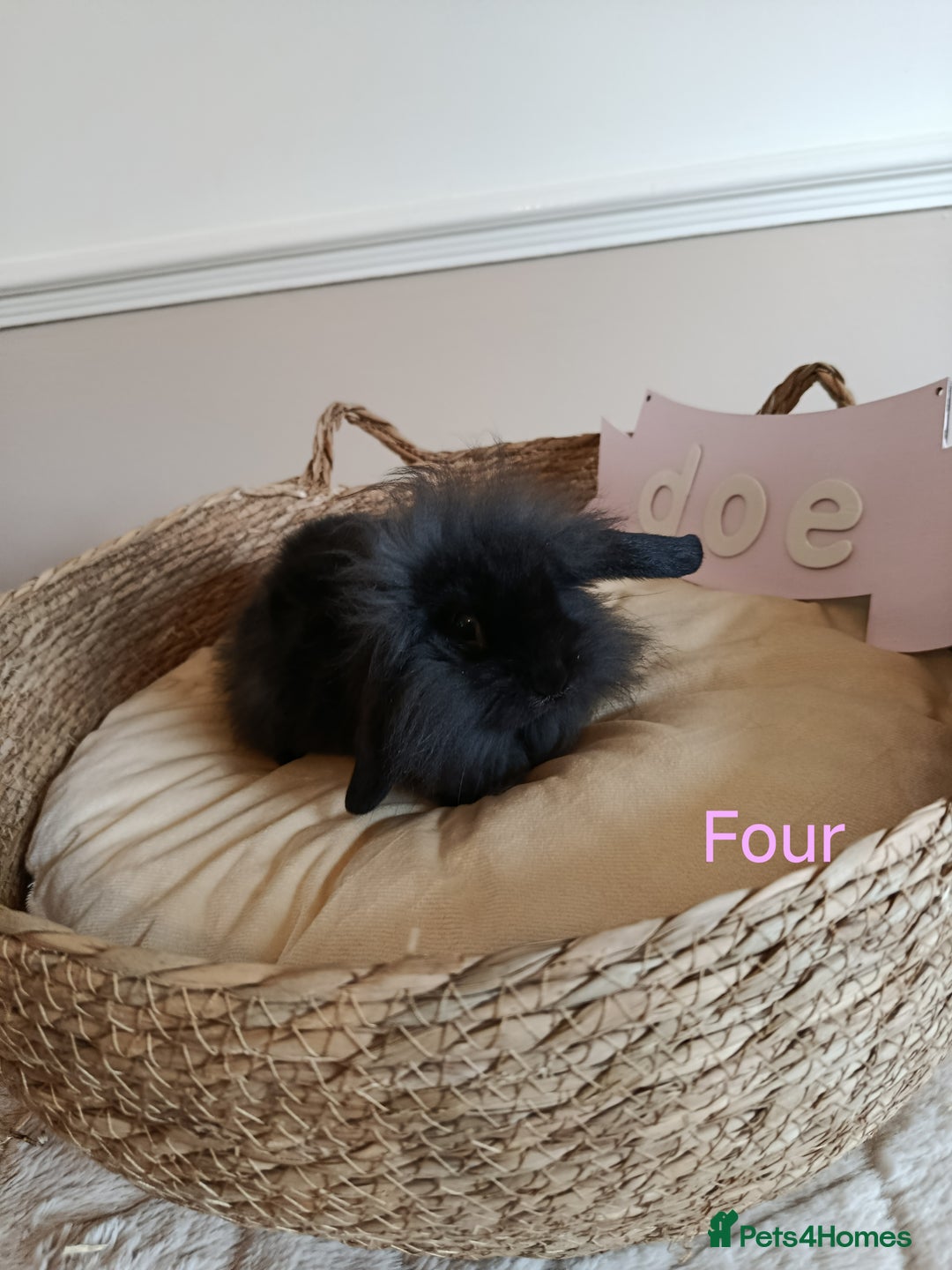 Mini Lop rabbits for sale: Fantastic mini lop babies forsale  - Image 15