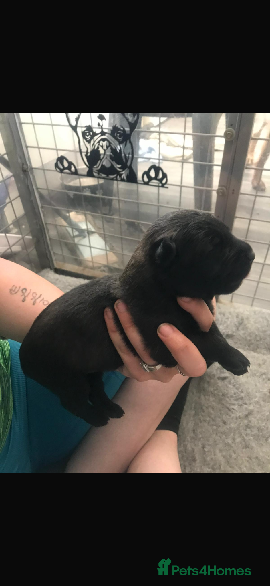 Belgian Shepherd Dog dogs Male Black Belgian Malinois pup  - Advert 2
