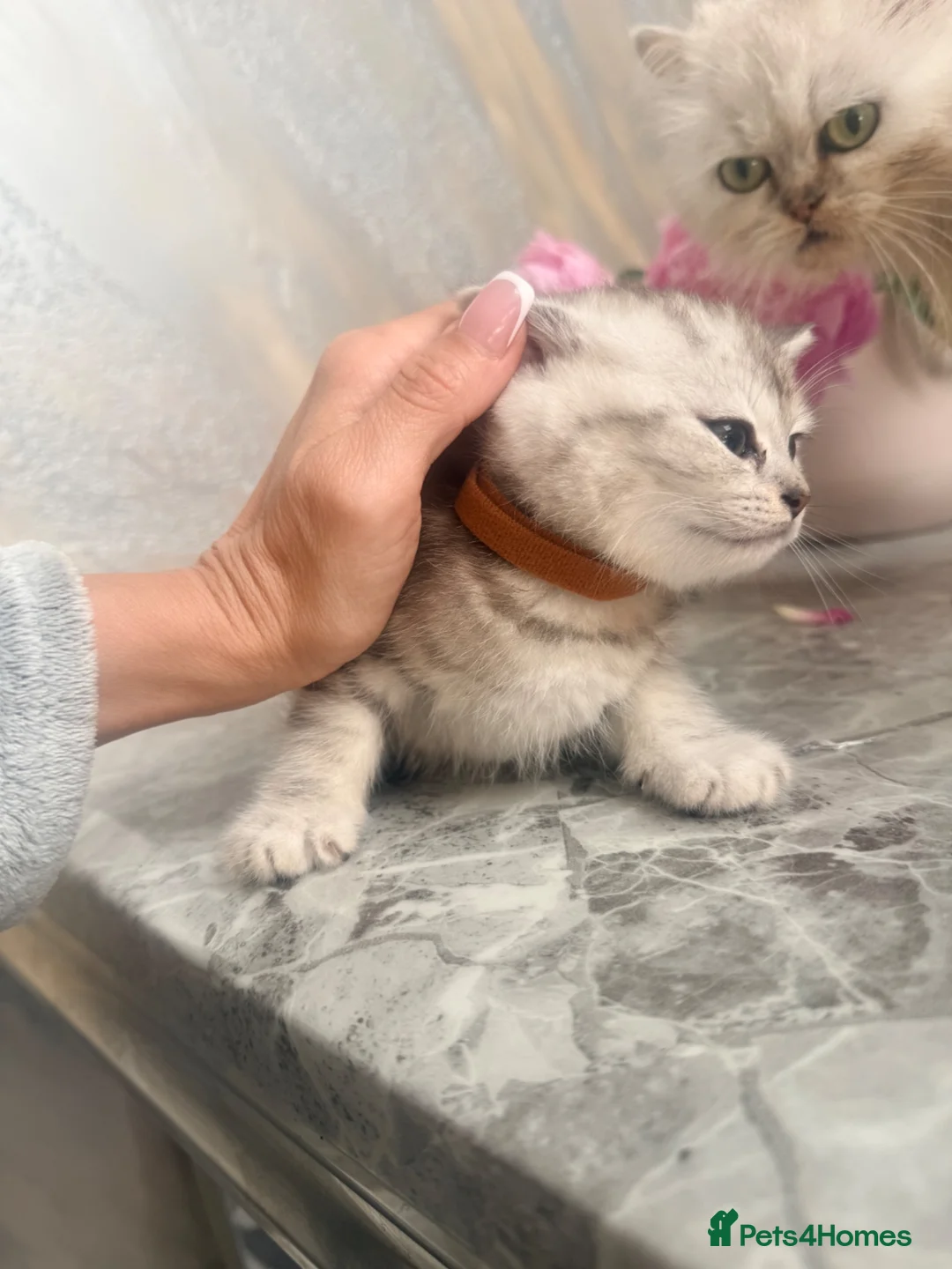 Mixed Breed cats for sale: Gorgeous SilverKittens Looking for Loving Homes  - Advert 9