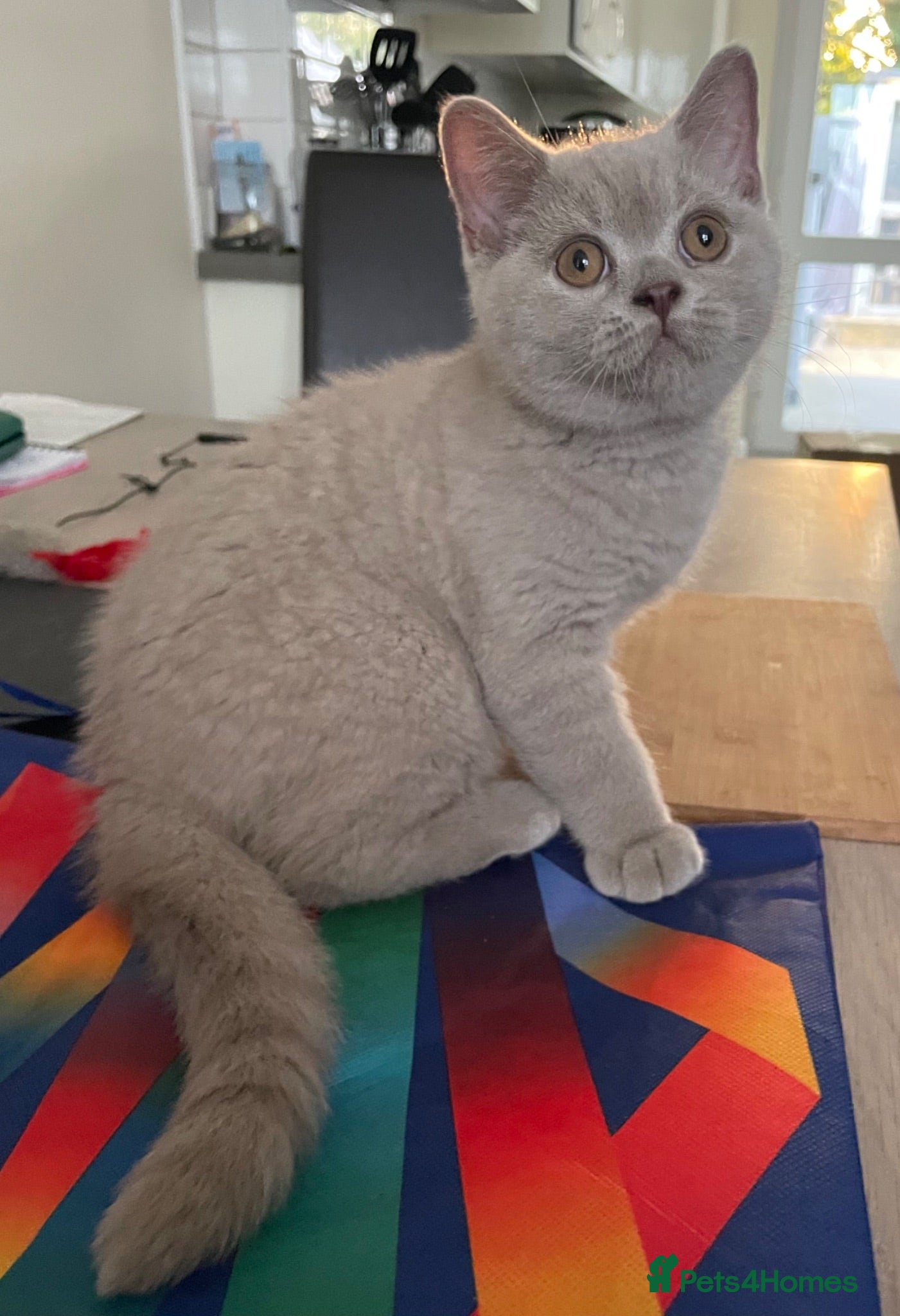 British Shorthair cats Ready now - Advert 2