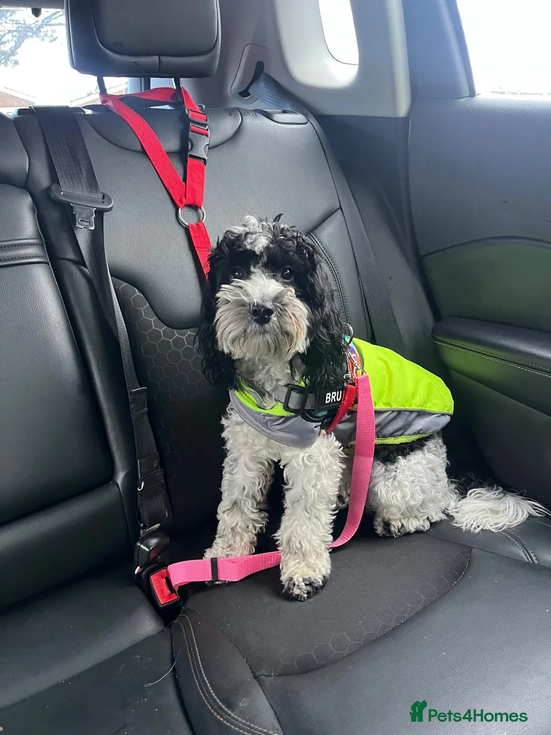 Cockapoo dogs for sale: Beautiful litter of 9 cockapoos in Newcastle upon Tyne - Advert 12