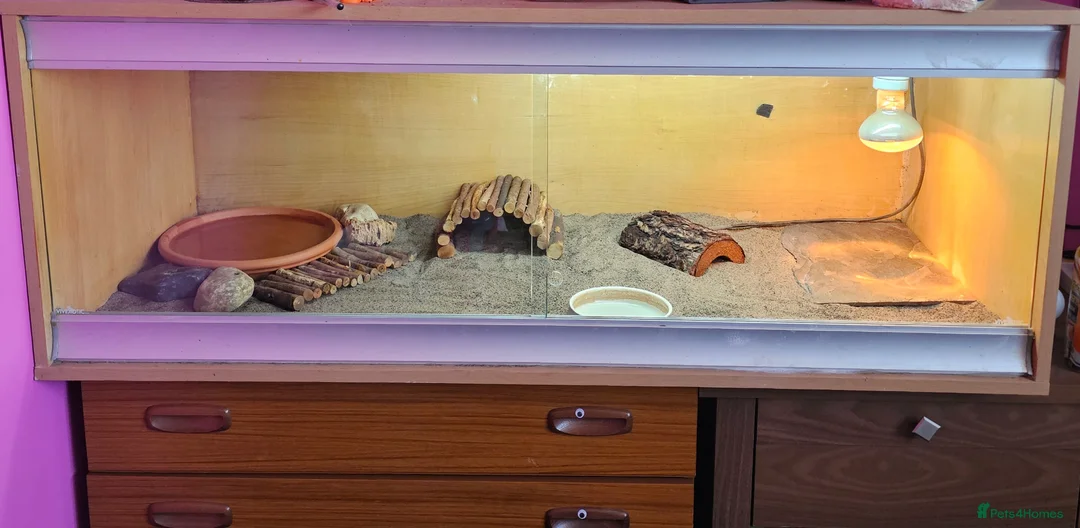 Tortoise reptiles for sale: Spur-thighted tortoise and full set up  - Advert 2