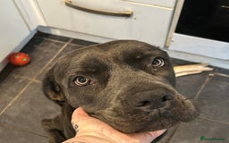 Mixed Breed dogs for sale: Cane Corso x Belgian Malinois - Image 9