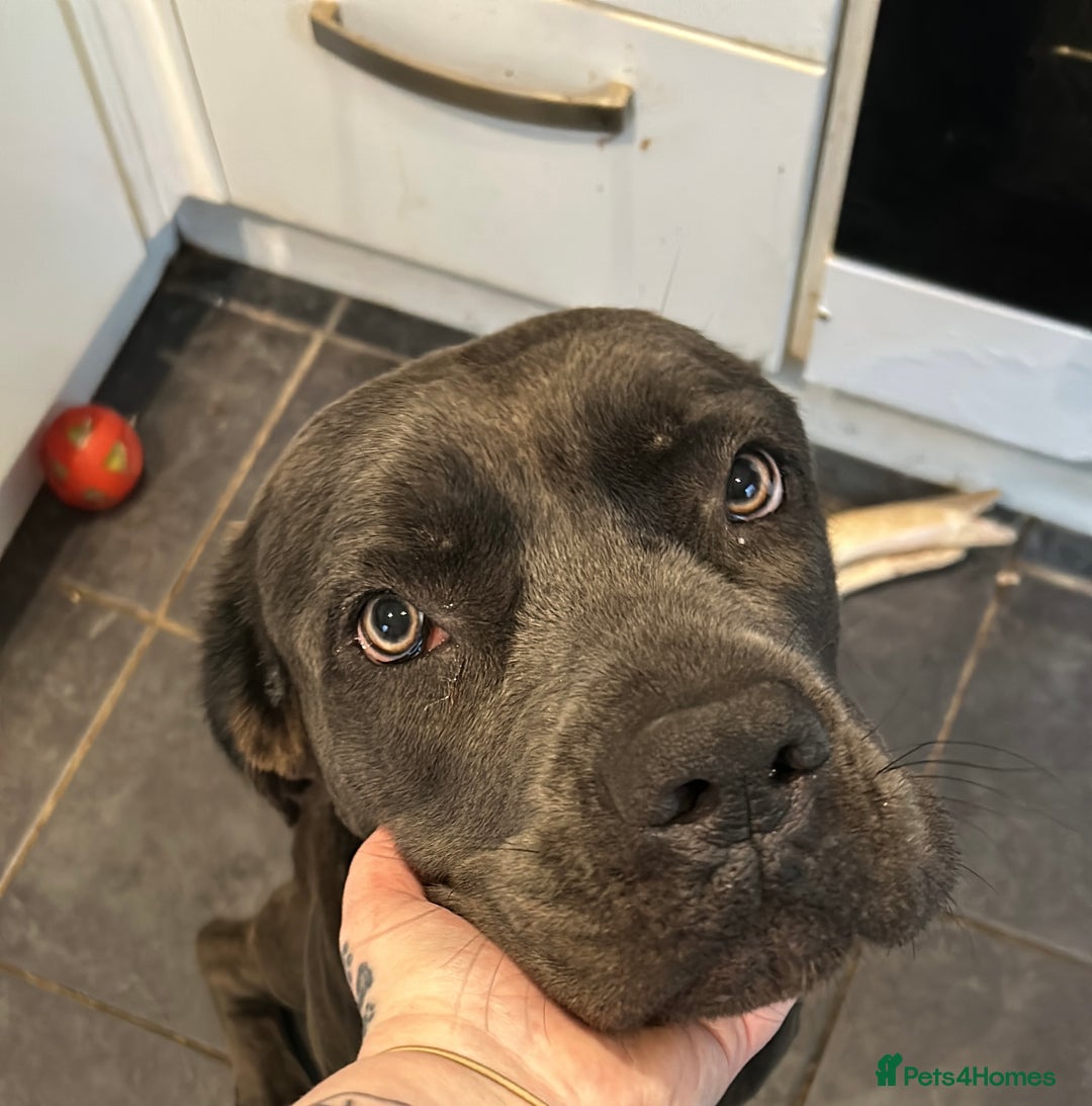 Mixed Breed dogs for sale: Cane Corso x Belgian Malinois - Image 9