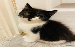 Mixed Breed cats for sale: Kitten - Image 7
