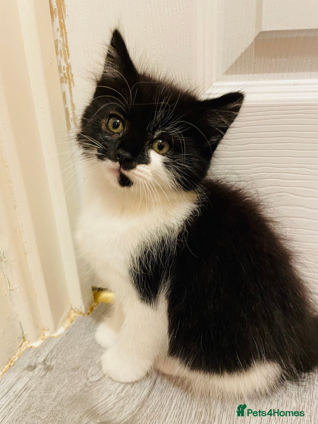 Mixed Breed cats for sale: Kitten - Image 7