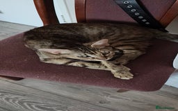 Mixed Breed cats for sale: Gorgeous cross bengal girl - Image 5