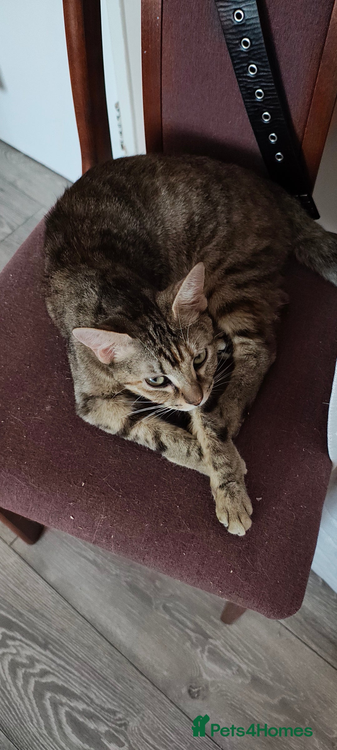 Mixed Breed cats for sale: Gorgeous cross bengal girl - Image 5