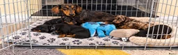 Dachshund dogs for sale: Dachshund pups!! in Leigh - Advert 6