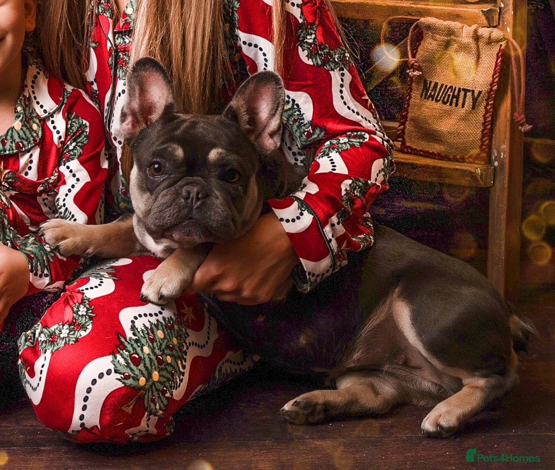 French Bulldog dogs for sale: French Bulldog looking for a forever home. - Image 2