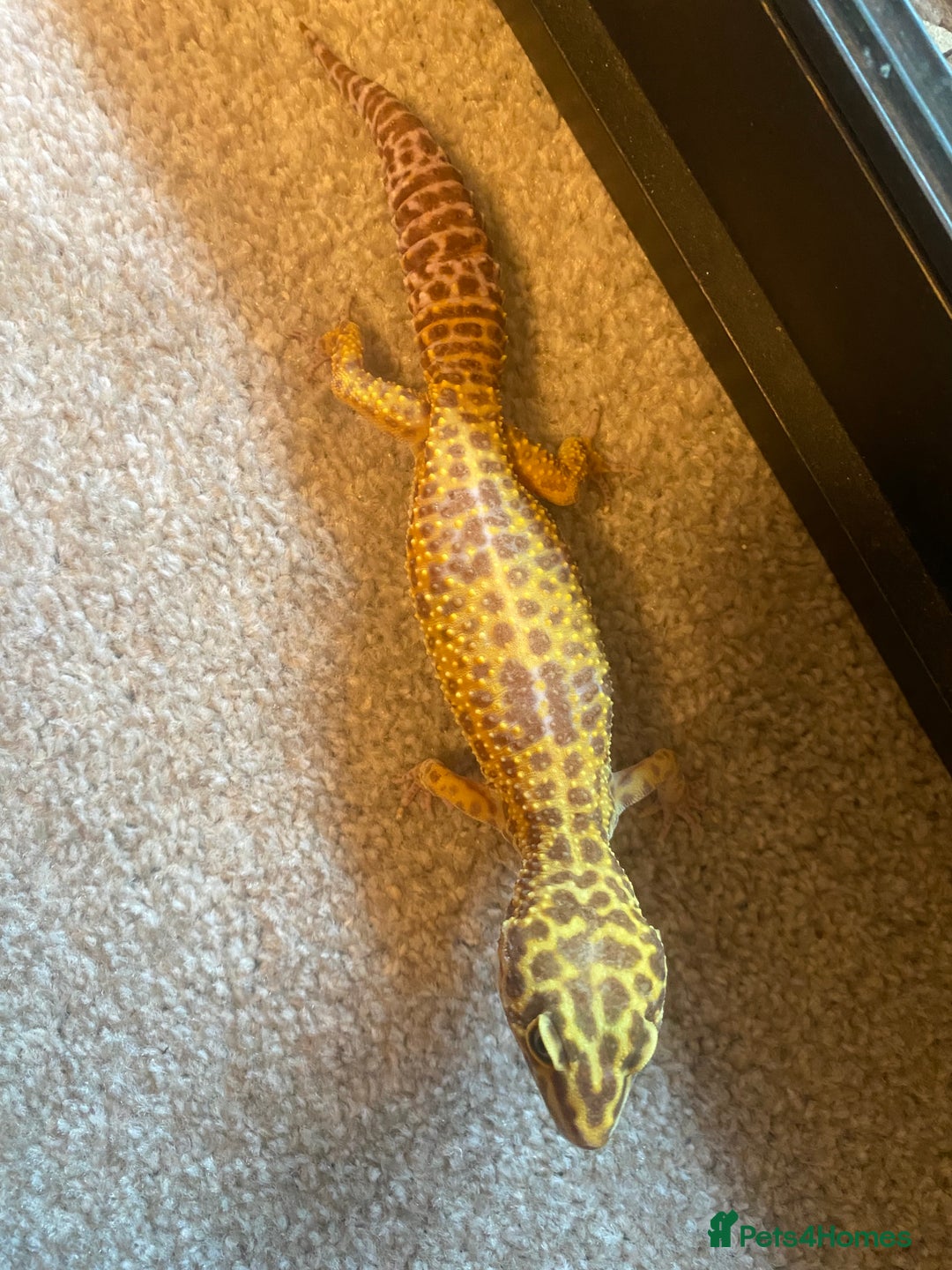 Leopard Gecko reptiles for sale: LEOPARD GECKOS + SETUP - Image 2