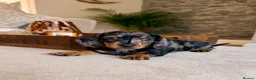 Miniature Dachshund dogs for sale: OUTSTANDING SMOOTH MINIATURE DACHSHUND PUPS  - Advert 7