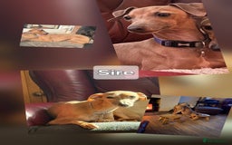 Italian Greyhound dogs for sale: Italian Greyhound Puppies - Kennel Club Registered - Image 3