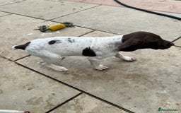 German Shorthaired Pointer dogs for sale: German shorthaired pointer - Image 15