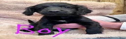 Cockapoo dogs for sale: Black Cockapoo puppies for sale 🤍 - Advert 10