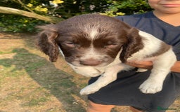 English Springer Spaniel dogs for sale: English Springer Spaniel Puppies - Image 7
