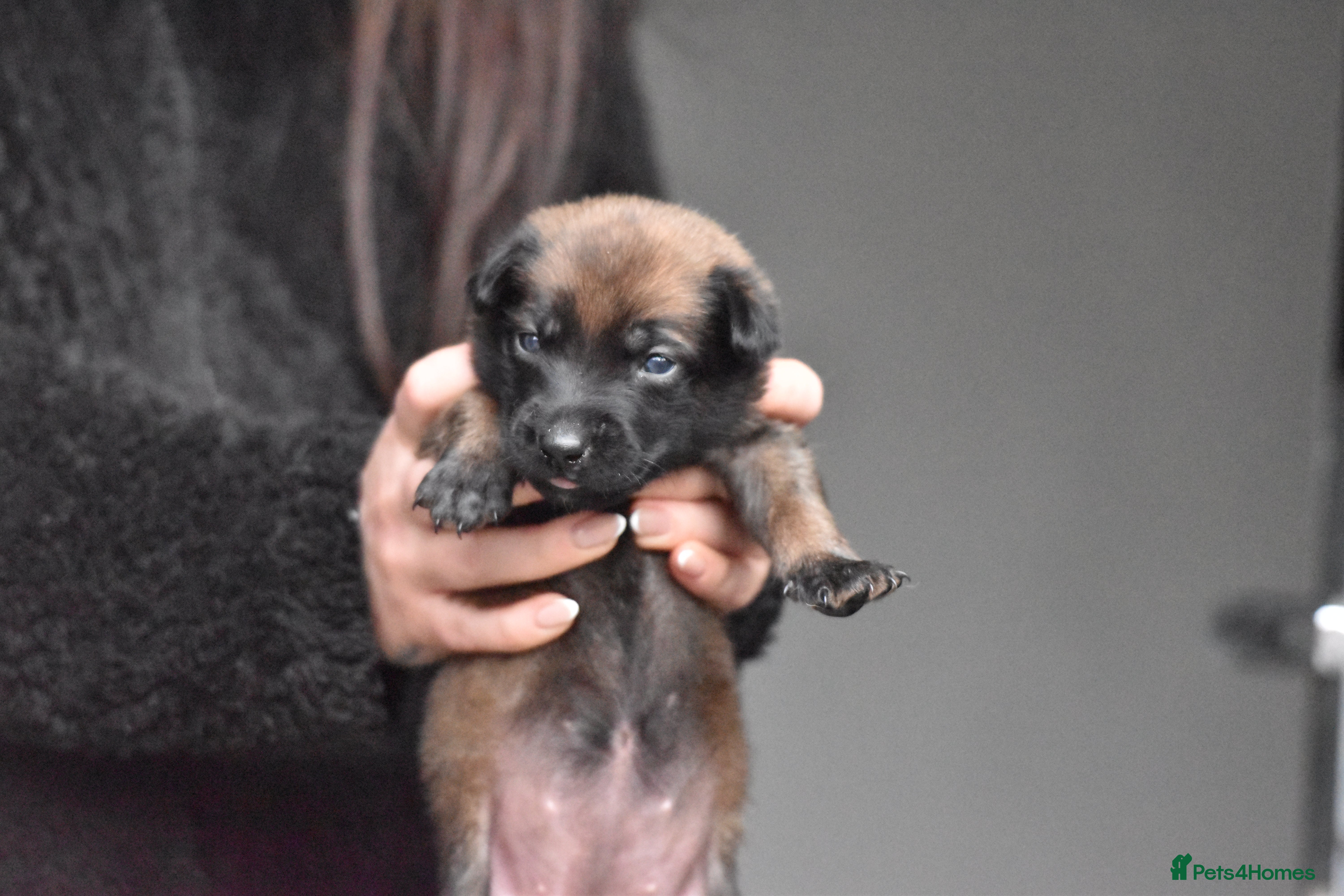 Belgian Shepherd Dog dogs Exclusive bloodlines  - Advert 4