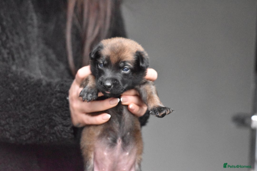 Belgian Shepherd Dog dogs for sale: Exclusive bloodlines  - Advert 1