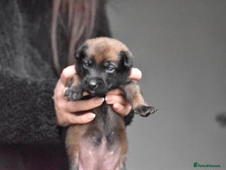 Belgian Shepherd Dog dogs Exclusive bloodlines - Advert 2