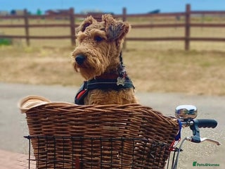 Welsh Terrier dogs in Worthing - Advert 16