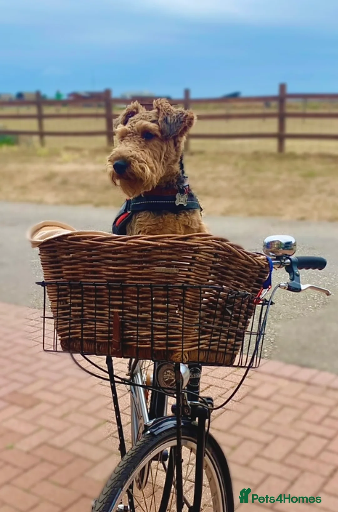 Welsh Terrier dogs for stud: Welsh Terrier for Stud  in Worthing - Advert 1